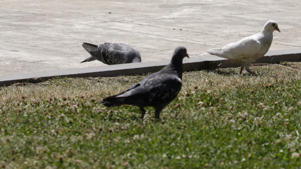Palomas en un parque asturiano, en una imagen de archivo.