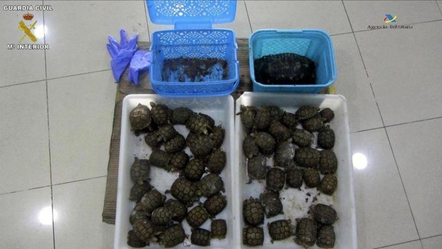 Un detenido en Melilla al embarcar con 66 ejemplares de una tortuga protegida