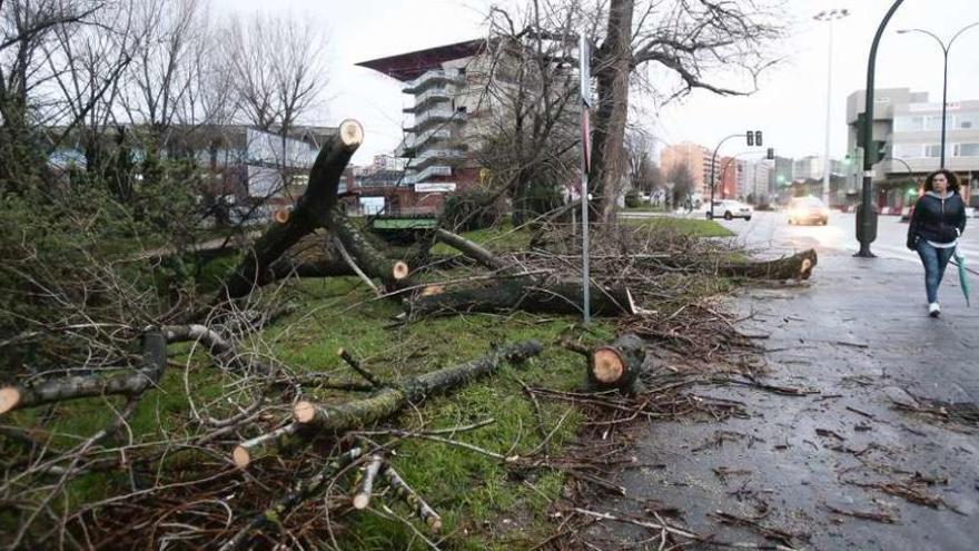 Árboles desplomados por la fuerza del temporal en el entorno de Balaídos. // A. Irago