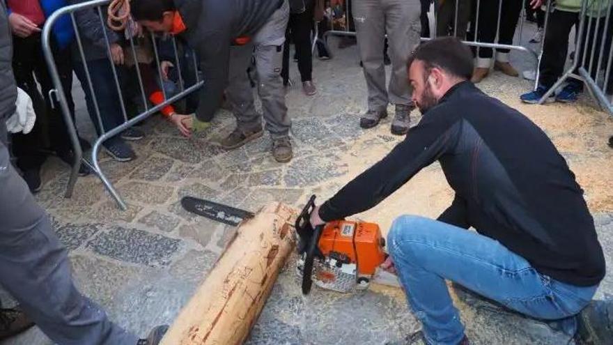 Miércoles de Ceniza: Pollença hace astillas del Pi de Sant Antoni