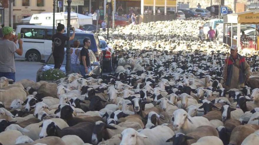 Las ovejas atraviesan Puebla en su camino hacia la sierra sanabresa.