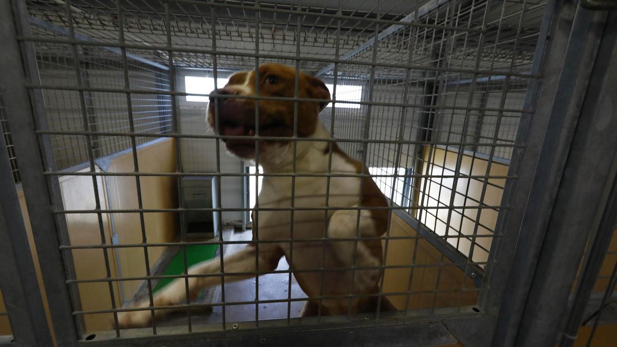 Un perro en el Centro Municipal de Protección Animal de Zaragoza.