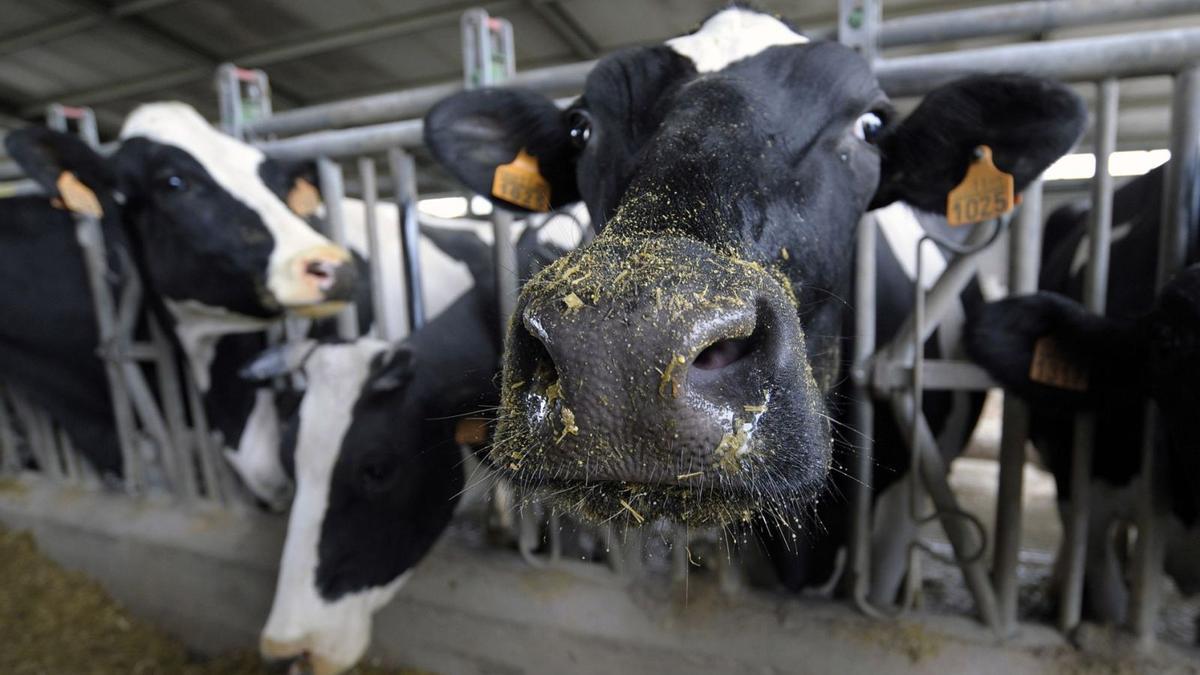 Varias vacas en una explotación ganadera gallega. |   // BERNABÉ/JAVIER LALÍN