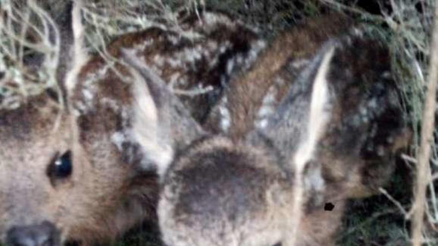 Dos corcinos recién nacidos en Molezuelas de La Carballeda.