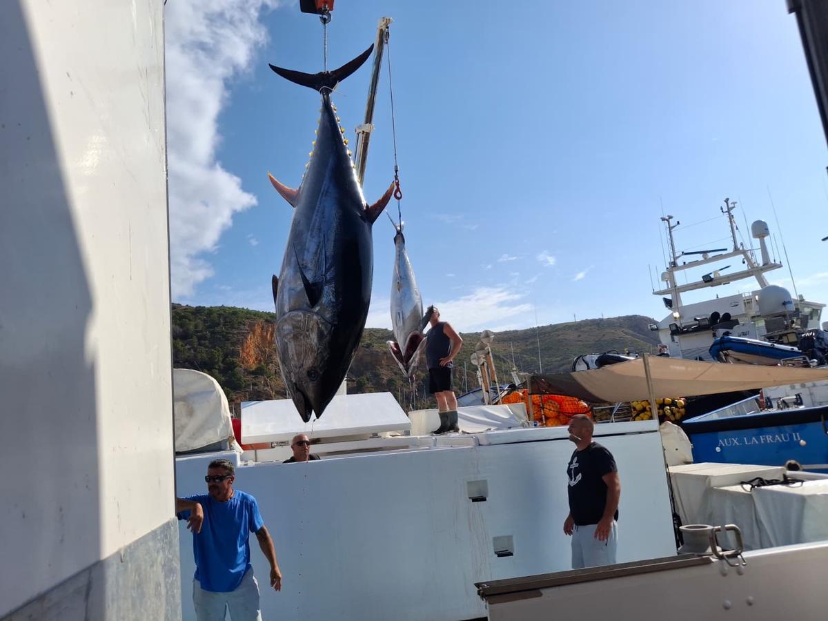 Actividad frenética en el puerto de Xàbia: las imágenes de la descarga de los atunes