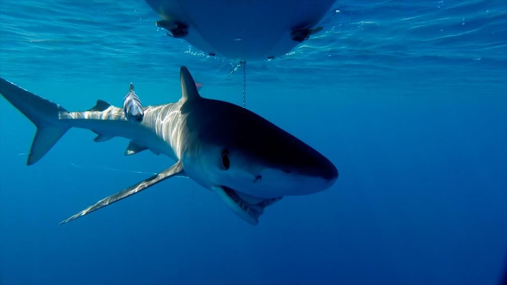 La mitad de los tiburones tintoreras grabados en alta mar de Balears llevaban anzuelos de palangre