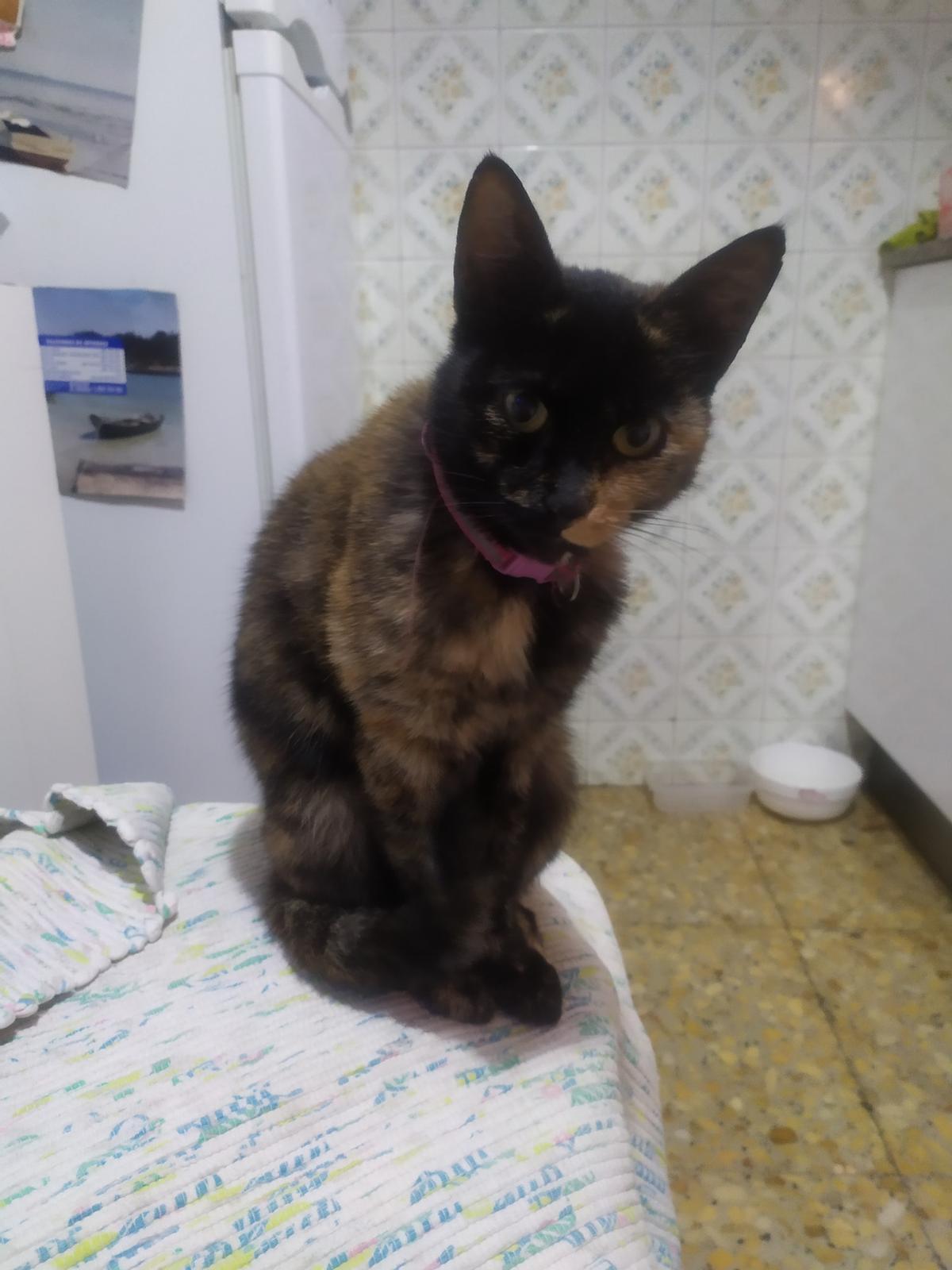 La gata de Rita desaparecida.