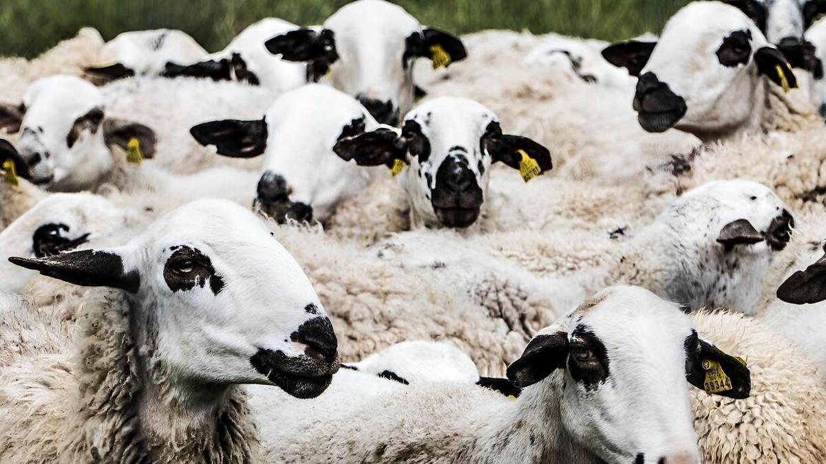 Imatge d'arxiu d'un ramat de xais de raça xisqueta