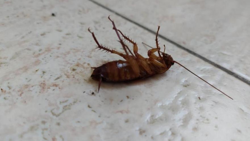 En el Port de Sóller, las cucarachas han proliferado. 