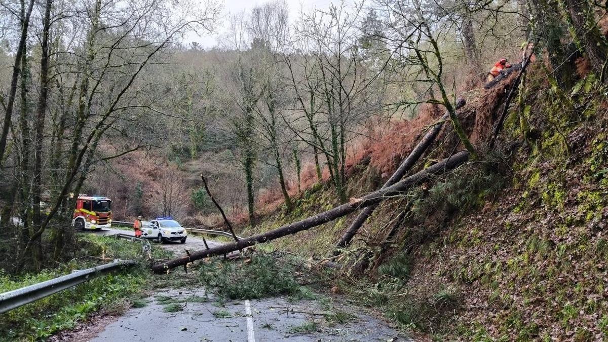 Bomberos de Silleda retiran un árbol en la pista de Piñeiro a Cira.