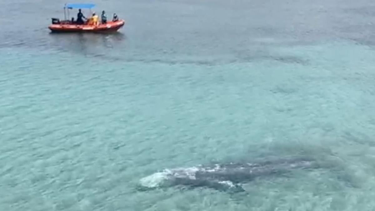 La ballena gris avistada frente al chiringuito de la Costa de la Calma, en Calvià