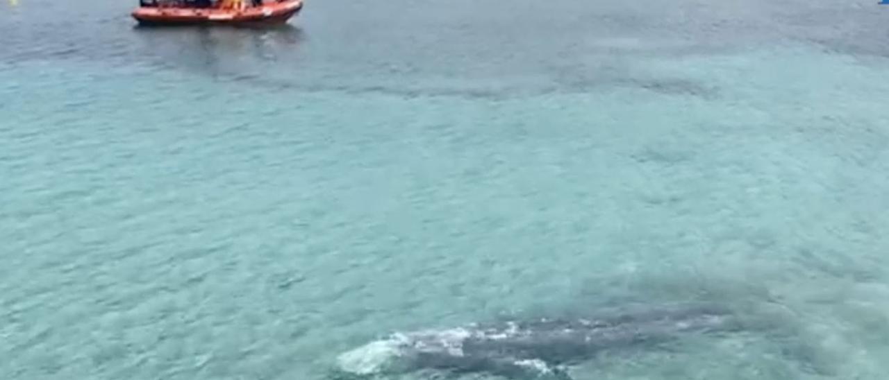 El vídeo con las mejores imágenes de la ballena gris avistada en Mallorca