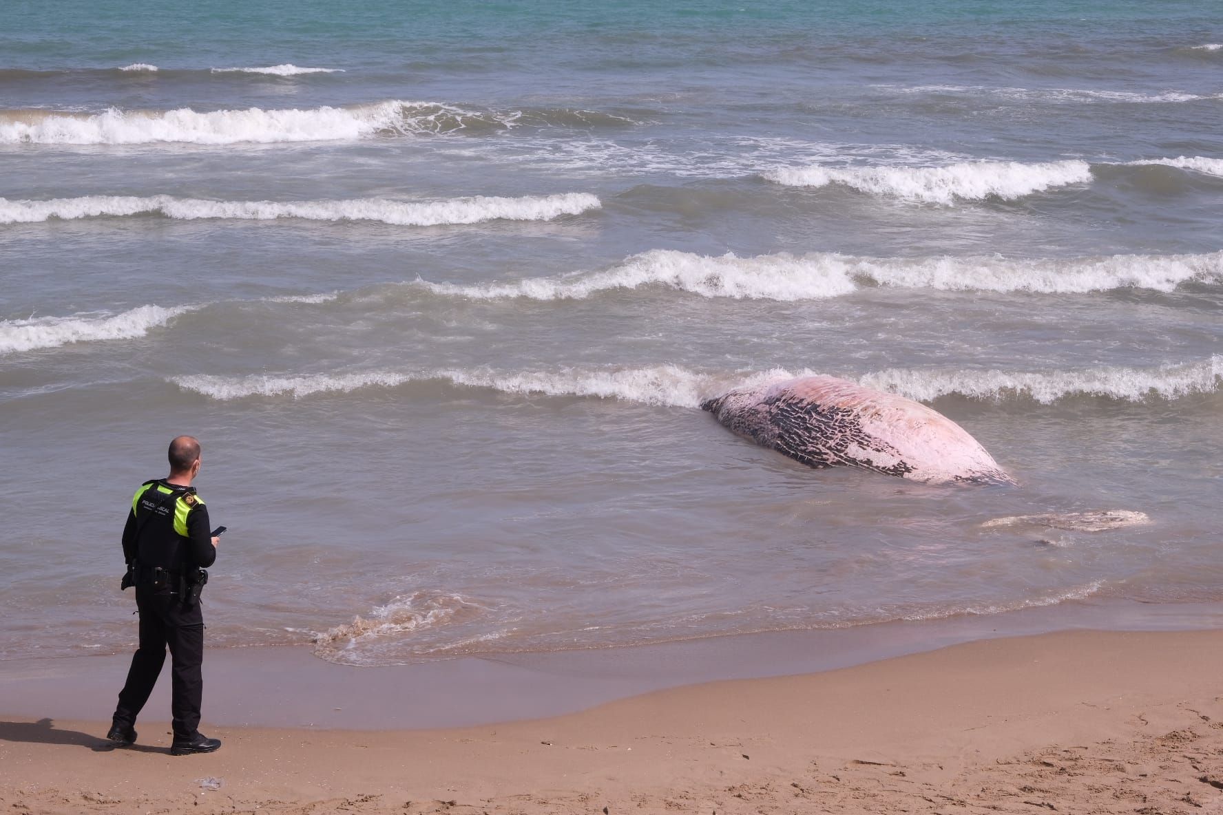 Aparece una ballena en Guadamar