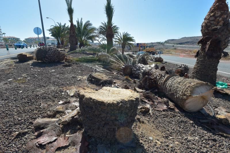 16-08-2018 LAS PALMAS DE GRAN CANARIA. Palmeras taladas en la obra de la rotonda de El Veril. Fotógrafo: ANDRES CRUZ  | 16/08/2018 | Fotógrafo: Andrés Cruz