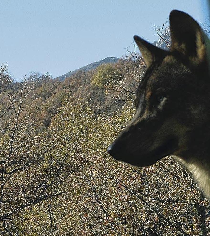 Imagen de un lobo que atisba con curiosidad el entorno