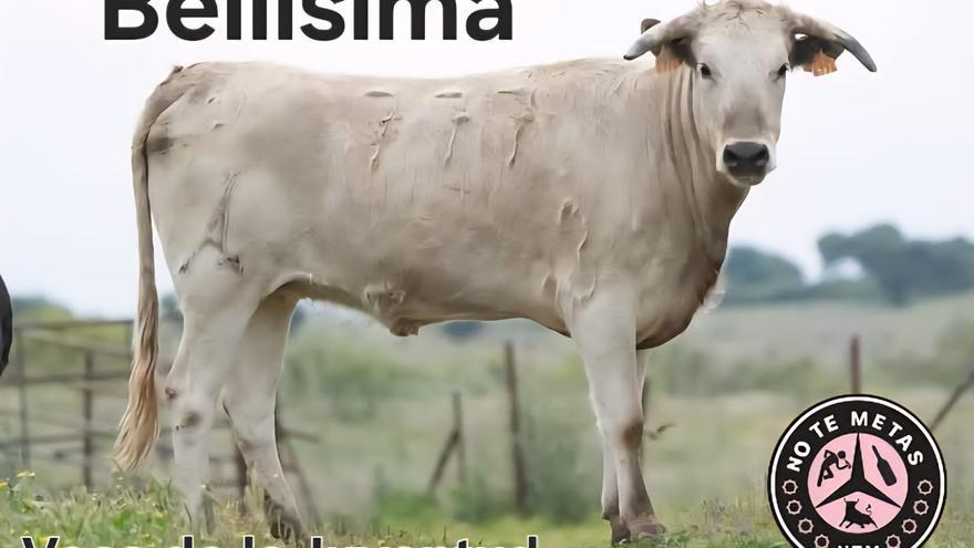 La asociación &quot;No te Metas&quot; dona la I Vaca de la Juventud para las Fiestas del Toro
