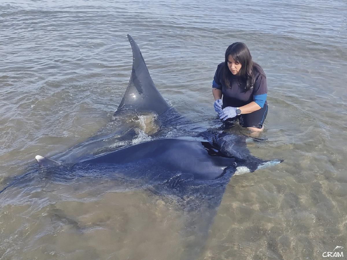 Una mantarraya recuperada en Calafell