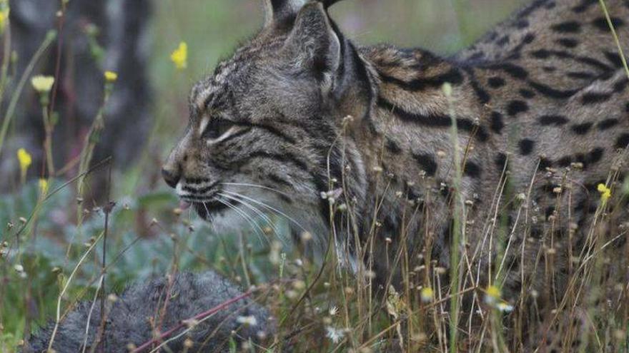 Muere &#039;Esperanza&#039;, el primer lince criado por humanos