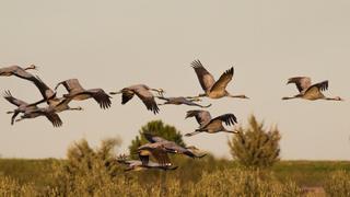 Una epidemia mata a miles de grullas y medio millón de gallinas en Israel