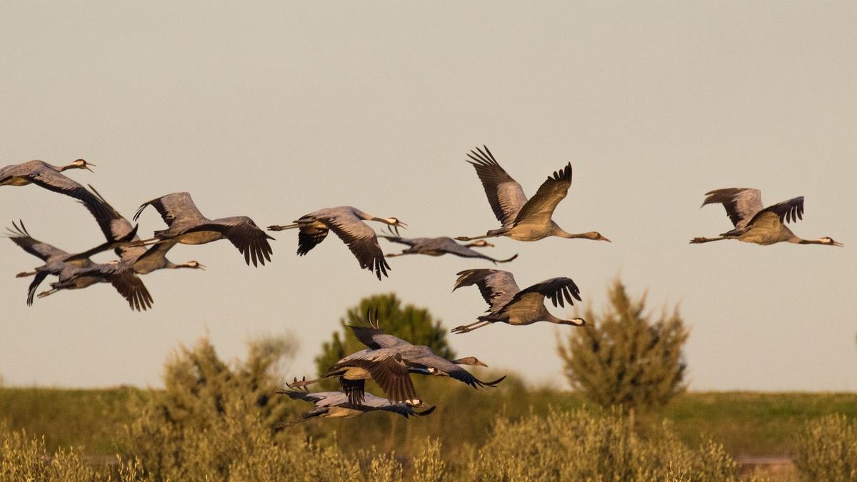 Grullas en vuelo