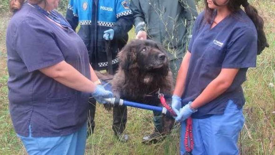 Personal de una clínica veterinaria recoge a un perro abandonado.