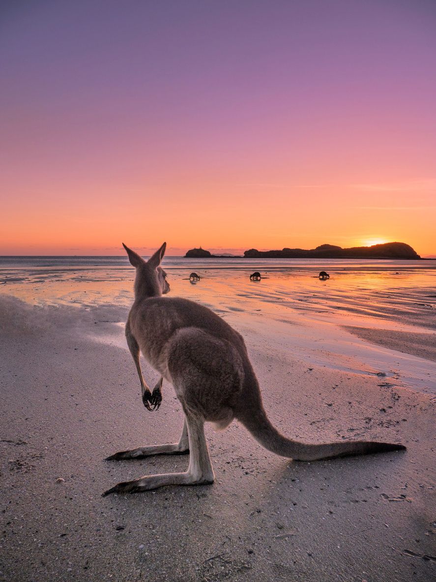 Canguro de pie en la playa contra el cielo durante la puesta del sol en Australia