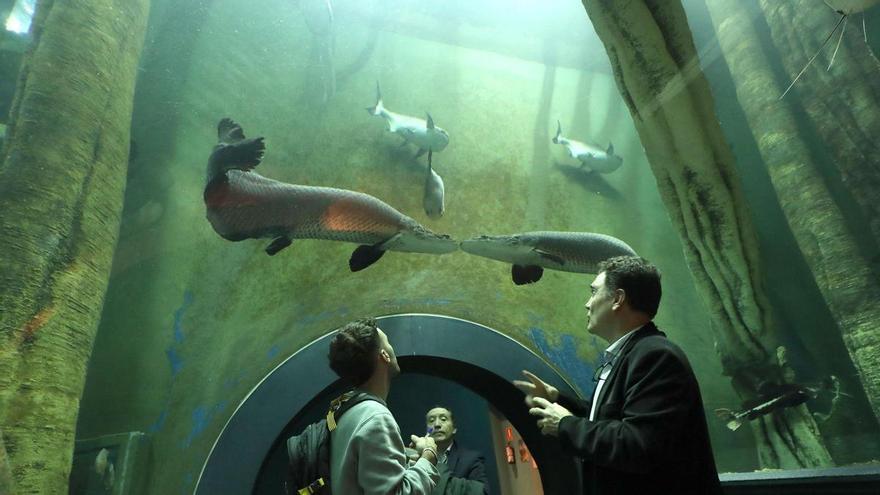 El mayor acuario fluvial de Europa está en Zaragoza y busca un nuevo ...