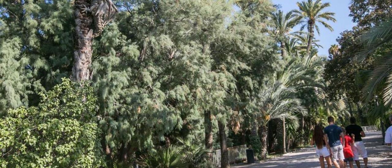 El Parque Municipal, uno de los emblemas de Elche. | ANTONIO AMORÓS