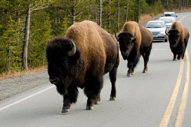 bisontes Yellowstone