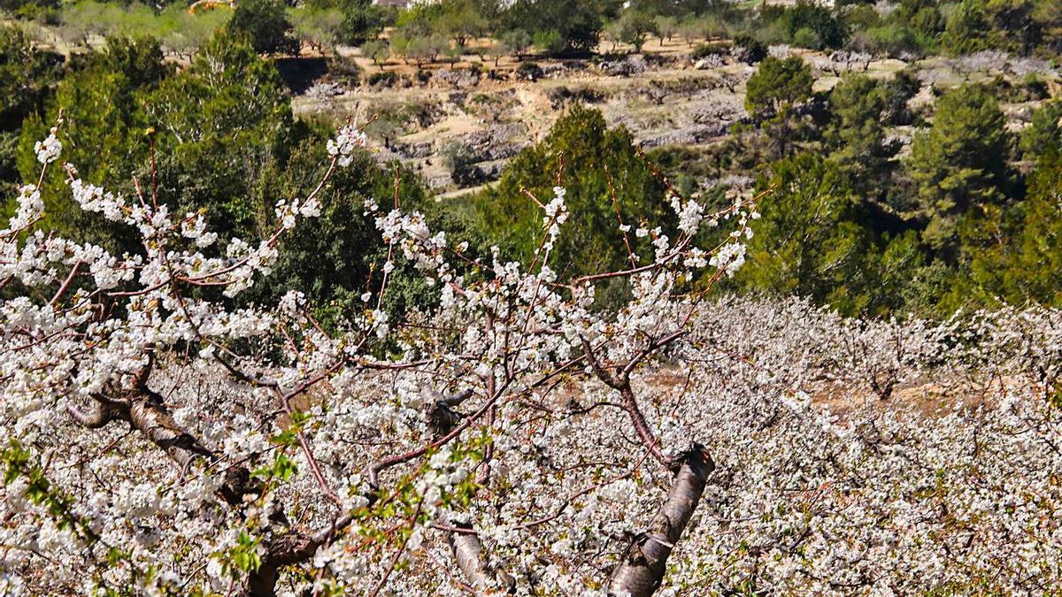 Dos de los ocho núcleos que componen el municipio de la Vall de Gallinera, entre cerezos en flor.