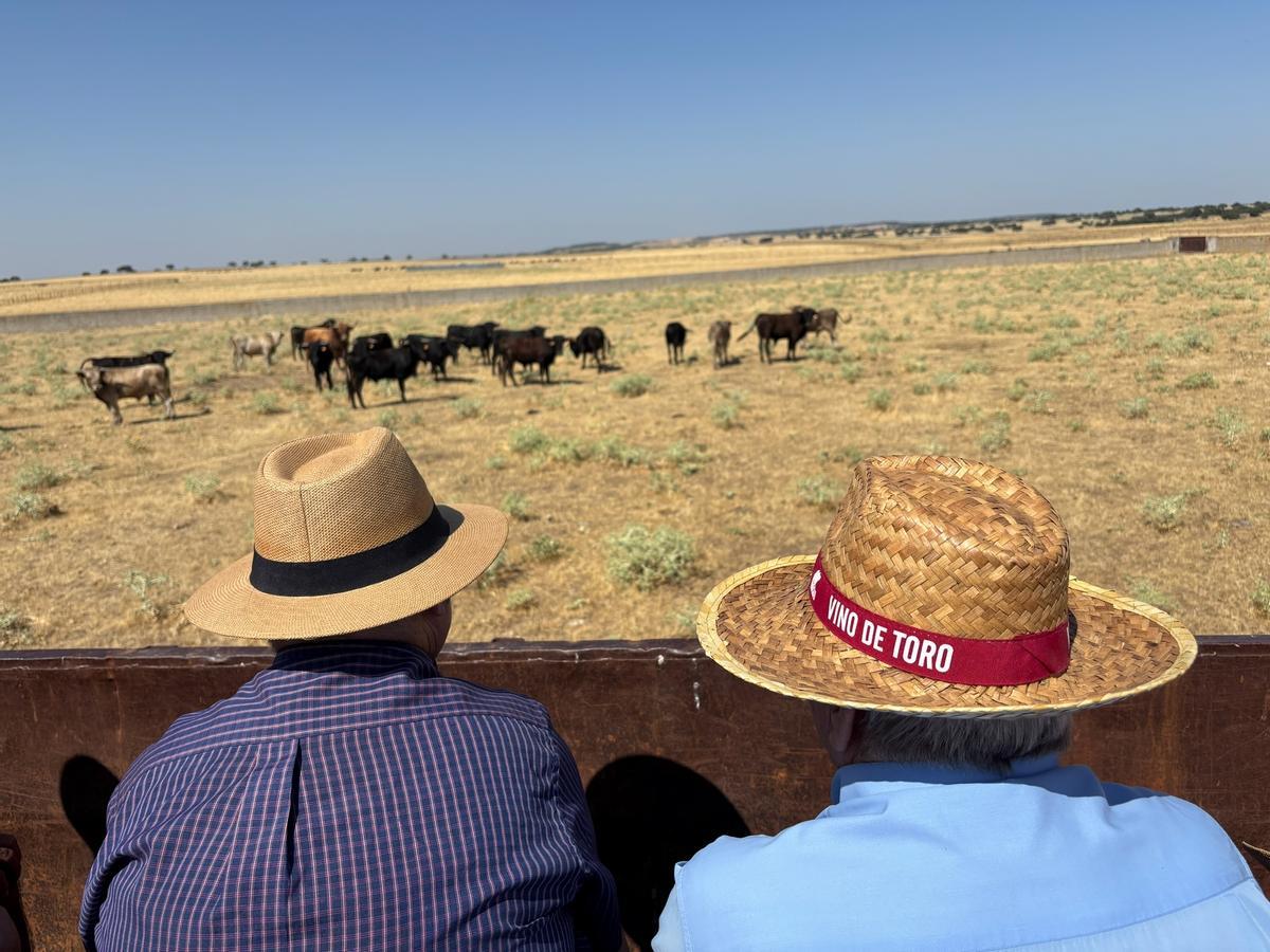 GALERÍA | Fiesta campera con el novillero Pepe Luis Cirugeda en "Toros Villalpando"