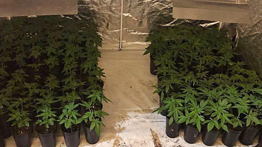 Plantas de marihuana en el cultivo del detenido.  | // POLICÍA