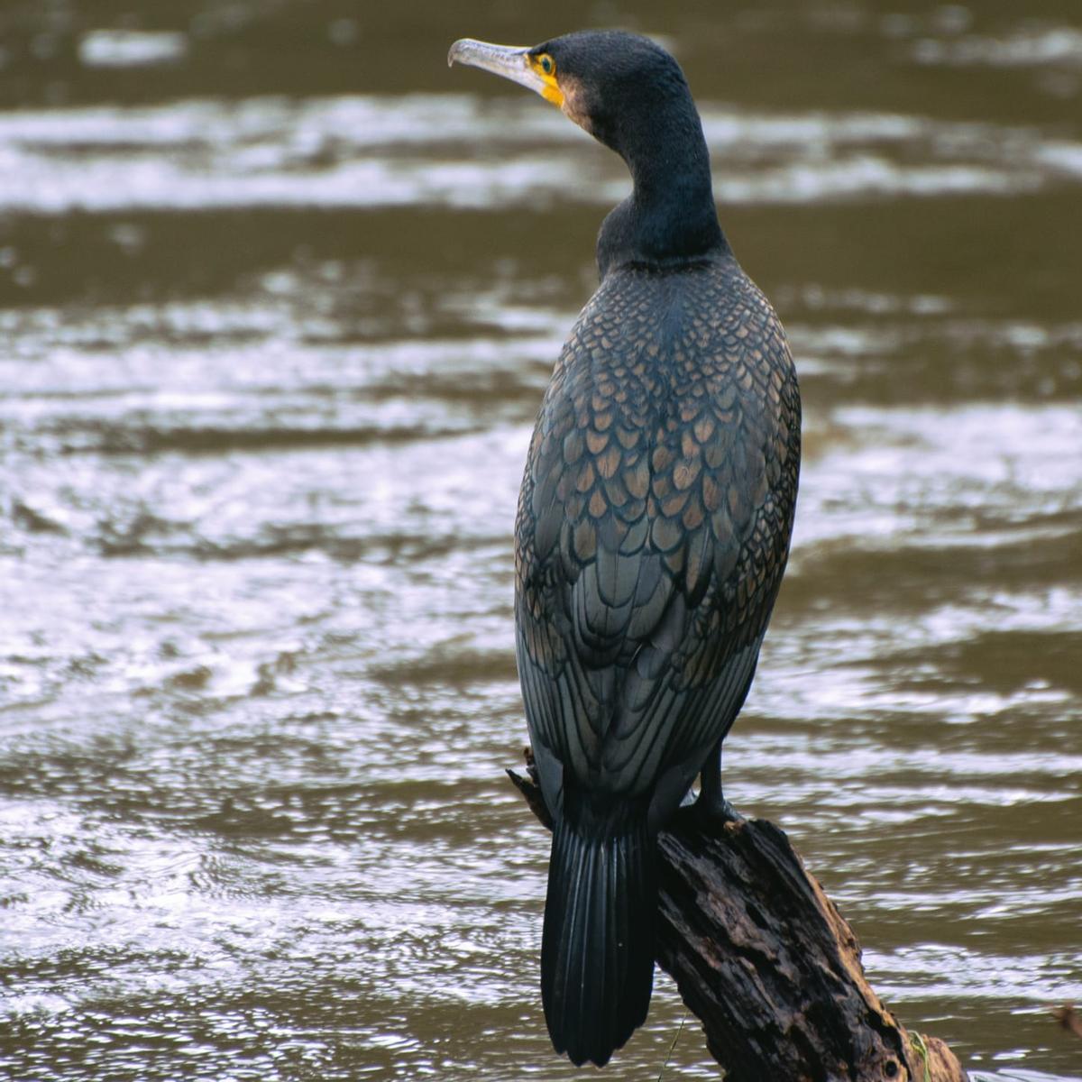 Un cormorán captado por Salva Ortega.