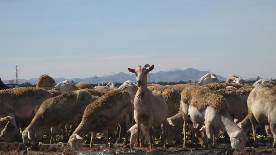 Hallan microplásticos en ovejas que se alimentan en zonas de agricultura intensiva