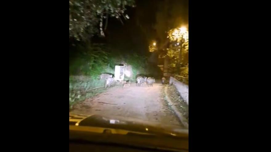 Una piara de jabalíes de paseo nocturno por Alcoy