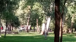 Plasencia pagará 87.852,53 euros a la víctima de la caída de la rama de un árbol en mal estado