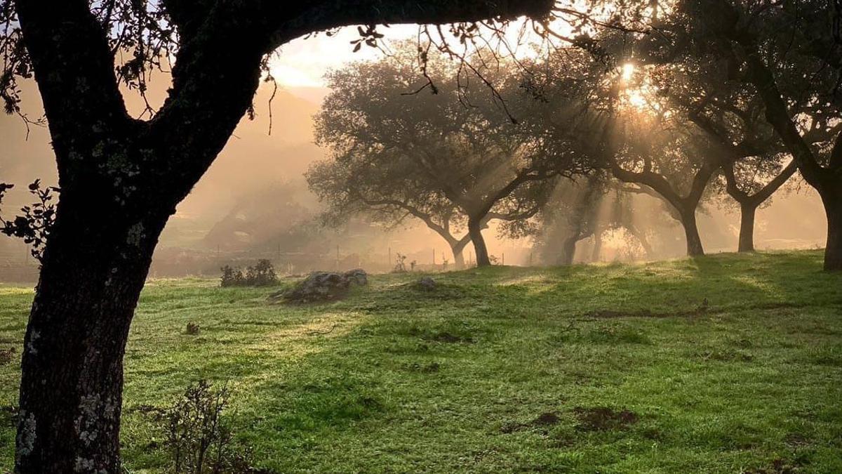 Amanecer en la dehesa extremeña.