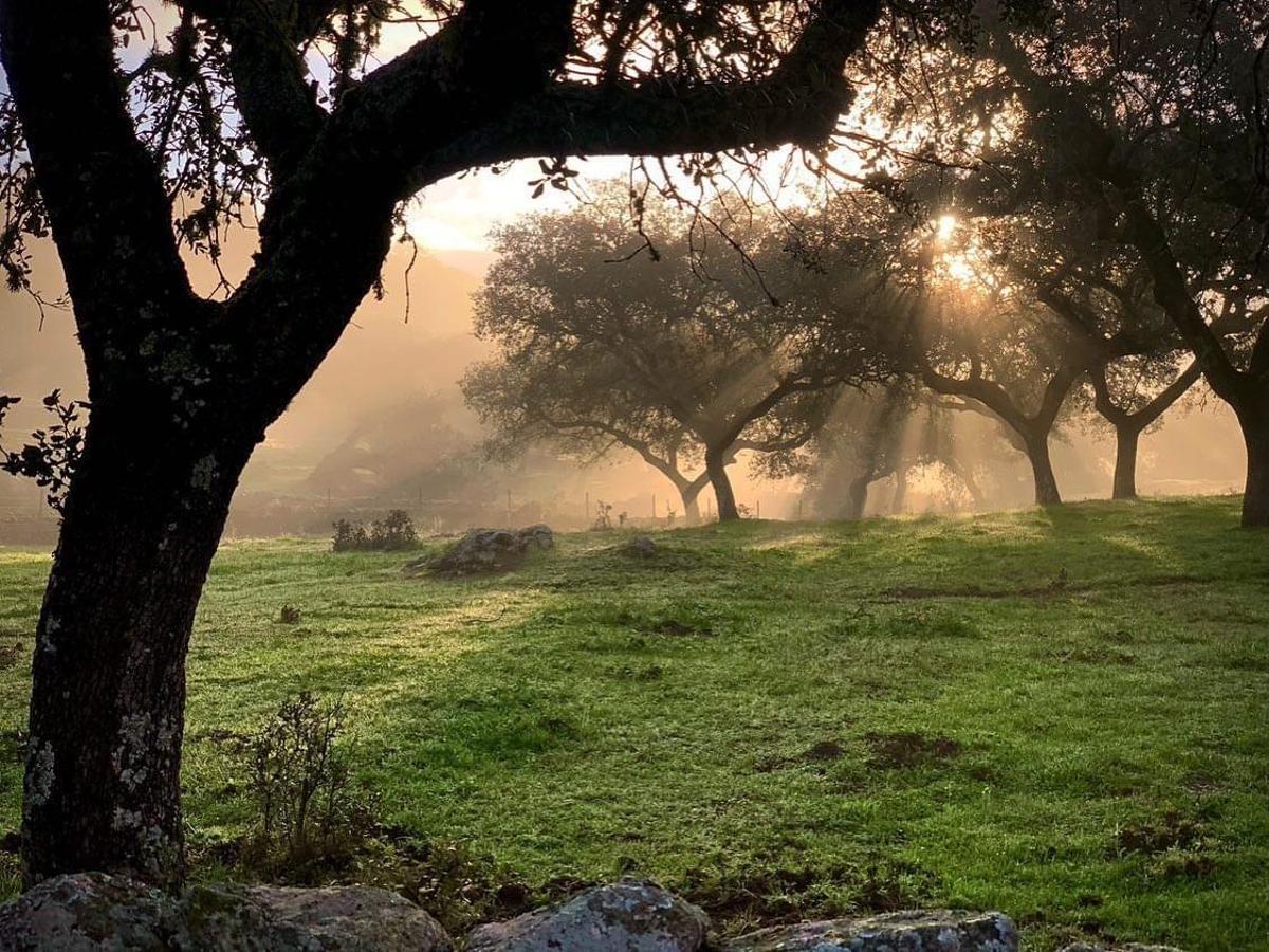 Amanecer en la dehesa extremeña.