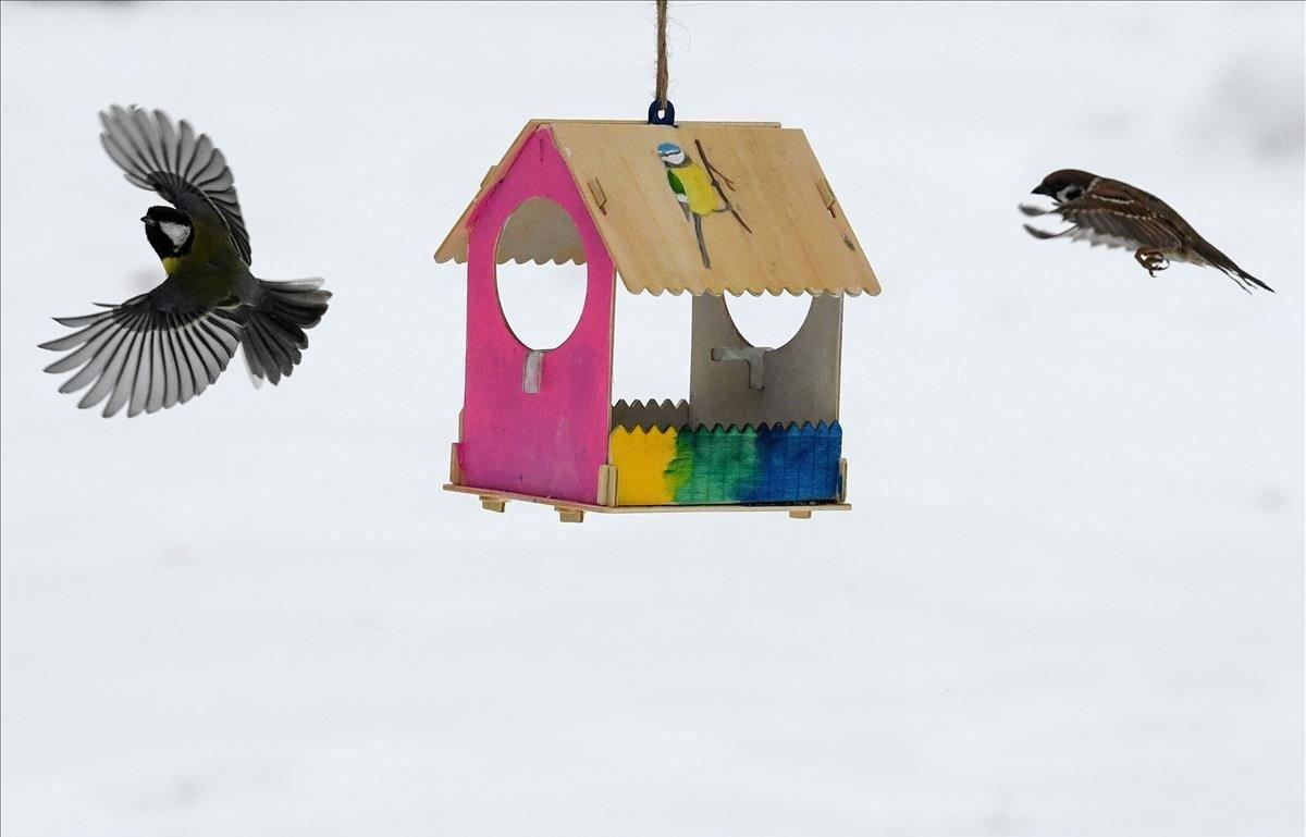 Un tomtit y un gorrión se alimentan de un comedero para pájaros en un parque en Moscú.