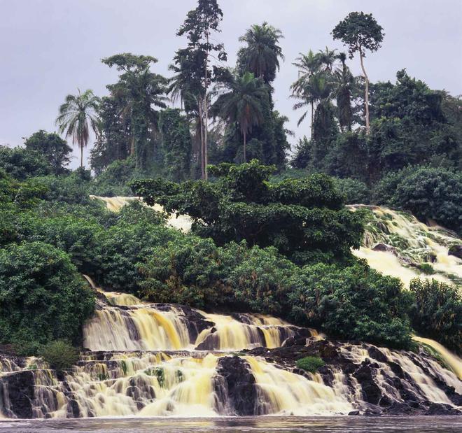 Selva tropical de Gabón