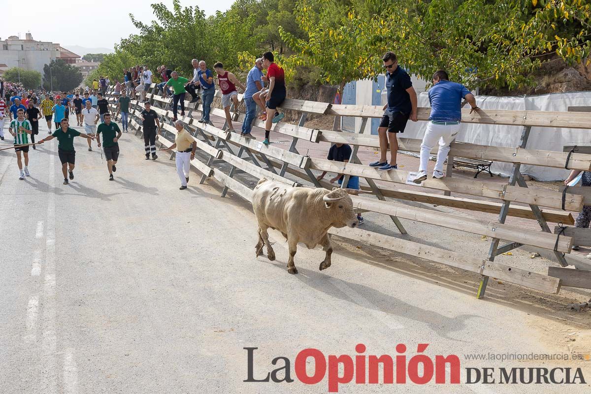 Segundo encierro de la Feria Taurina del Arroz en Calasparra