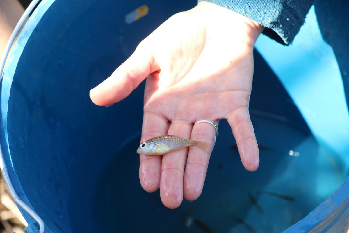 Un peix sol, una de les espècies invasores capturades a Girona