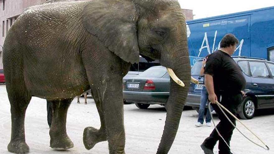 Cinco animales que mataron a personas por amor