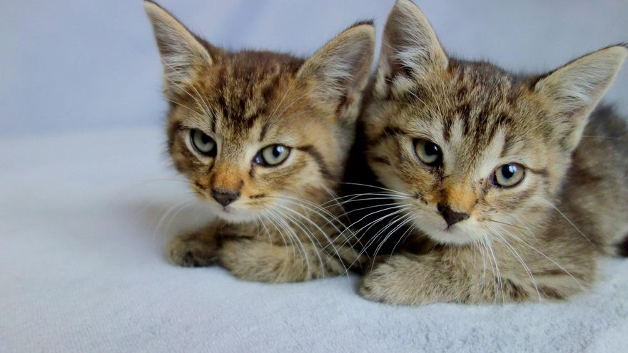 ¿Puedes encontrar todas las parejas de gatos?