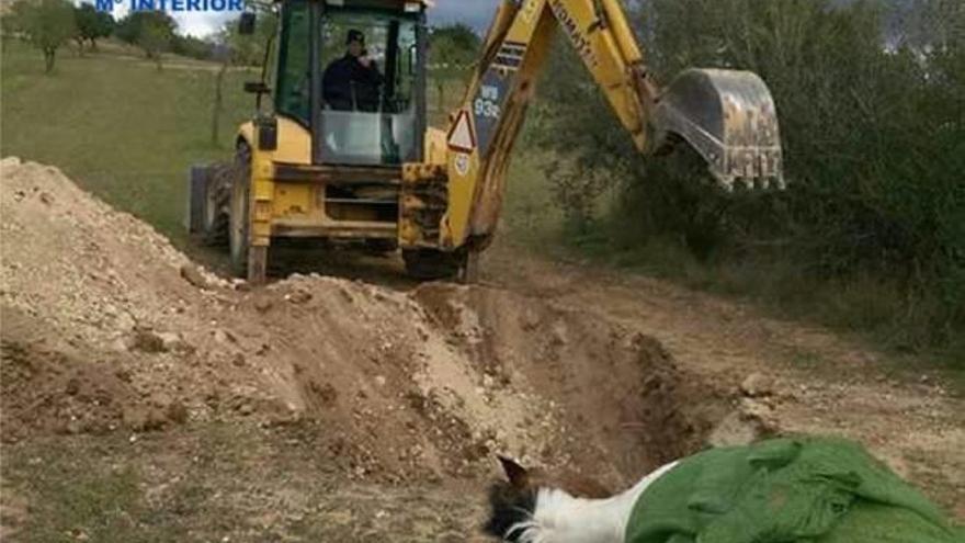 Enterramiento de uno de los caballos muertos en la finca.