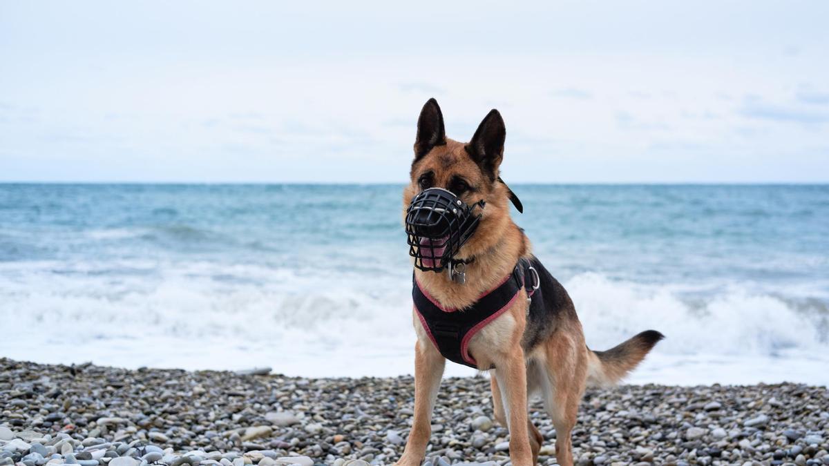 PERROS: ¿Qué razas de perros tienen que llevar bozal sí o sí?