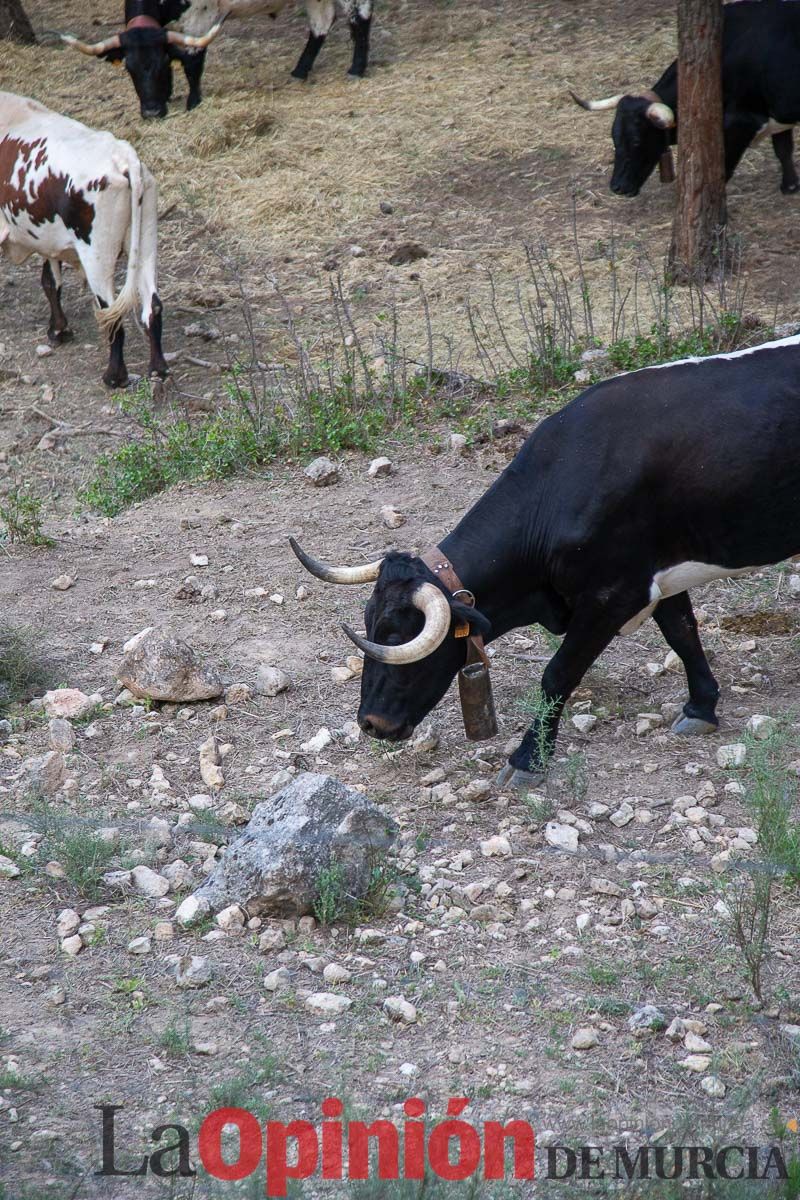 Primer encierro Fiestas de Moratalla