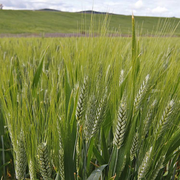 A pesar del descenso de la producción se han cubierto costes de producción por la subida del precio del cereal. 