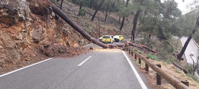 Los árboles caídos por el temporal obligan a cortar una decena de carreteras de Mallorca