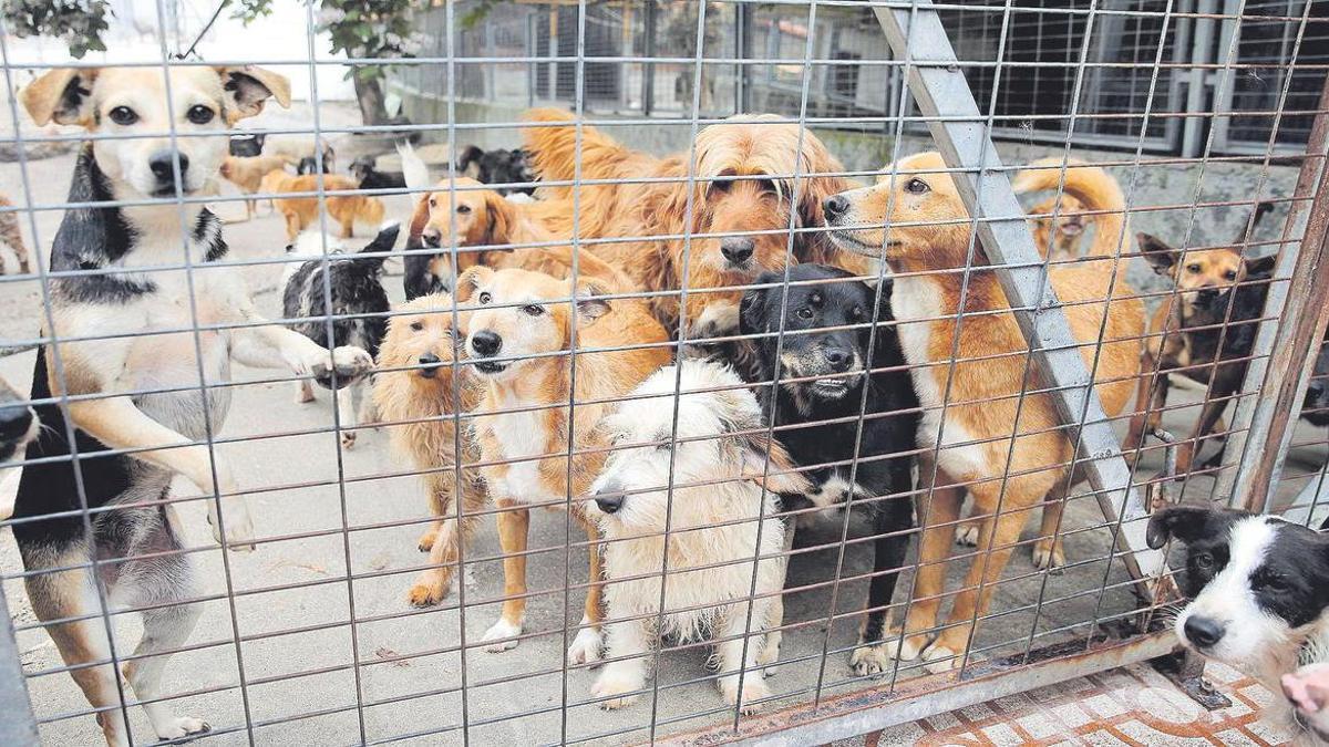 Perros acogidos en una protectora en una imagen de archivo.